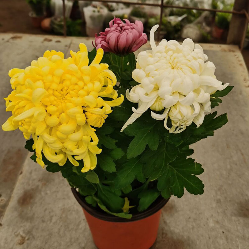 菊花小苗盆栽龙爪菊九月菊秋菊四季开花卉带花苞好养植物净化空气