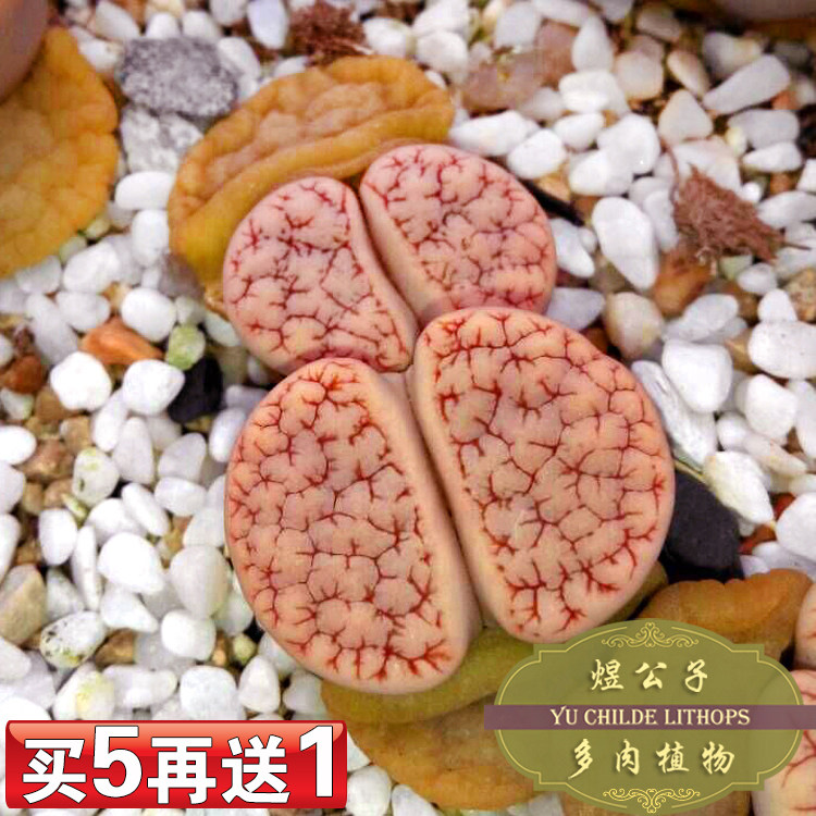 生石花盆栽绿植生石花多肉植物