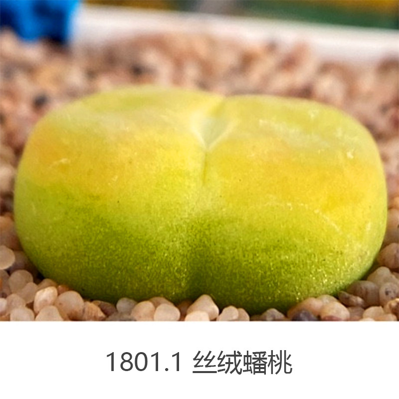 种子毛汉尼煜公子毛汉尼