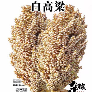 白高梁种子食用矮高粱种子白高梁种子高产春播白高粱种子白高粱米
