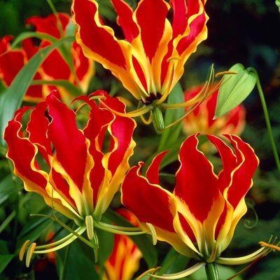 嘉兰 闪闪 火焰百合种球花期长多年生攀援藤本荷兰进口球根花卉