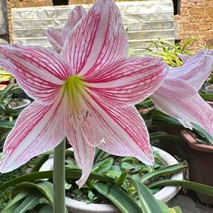 土白肋朱顶红四季对版真品原白正品菲尔德夫人趣味盆栽朱顶红带叶