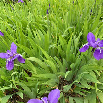 扁竹根蝴蝶兰苗鸢尾紫色兰花又名鸢尾当年开花苗繁殖快包邮 沈春华顺 淘优券