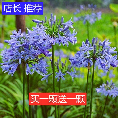 百子莲种球块根进口多年生庭院阳台室内地栽耐热耐寒植物盆栽花卉