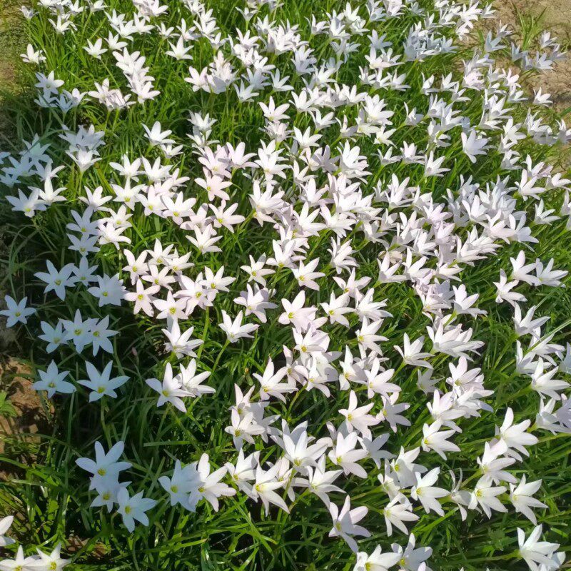 包对版,初雪初恋风雨兰,小球型品种,胖丽丽风雨兰