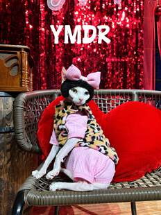 YMDR芭比粉性感豹纹德文猫无毛猫衣服 可爱蝴蝶结帽子 纯棉绝育服