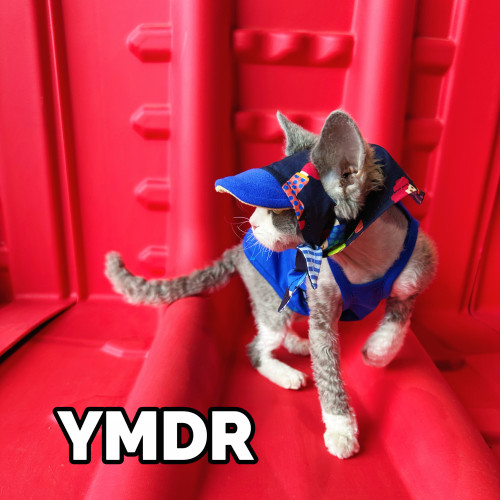 YMDR德文猫衣服夏季潮酷遮阳帽