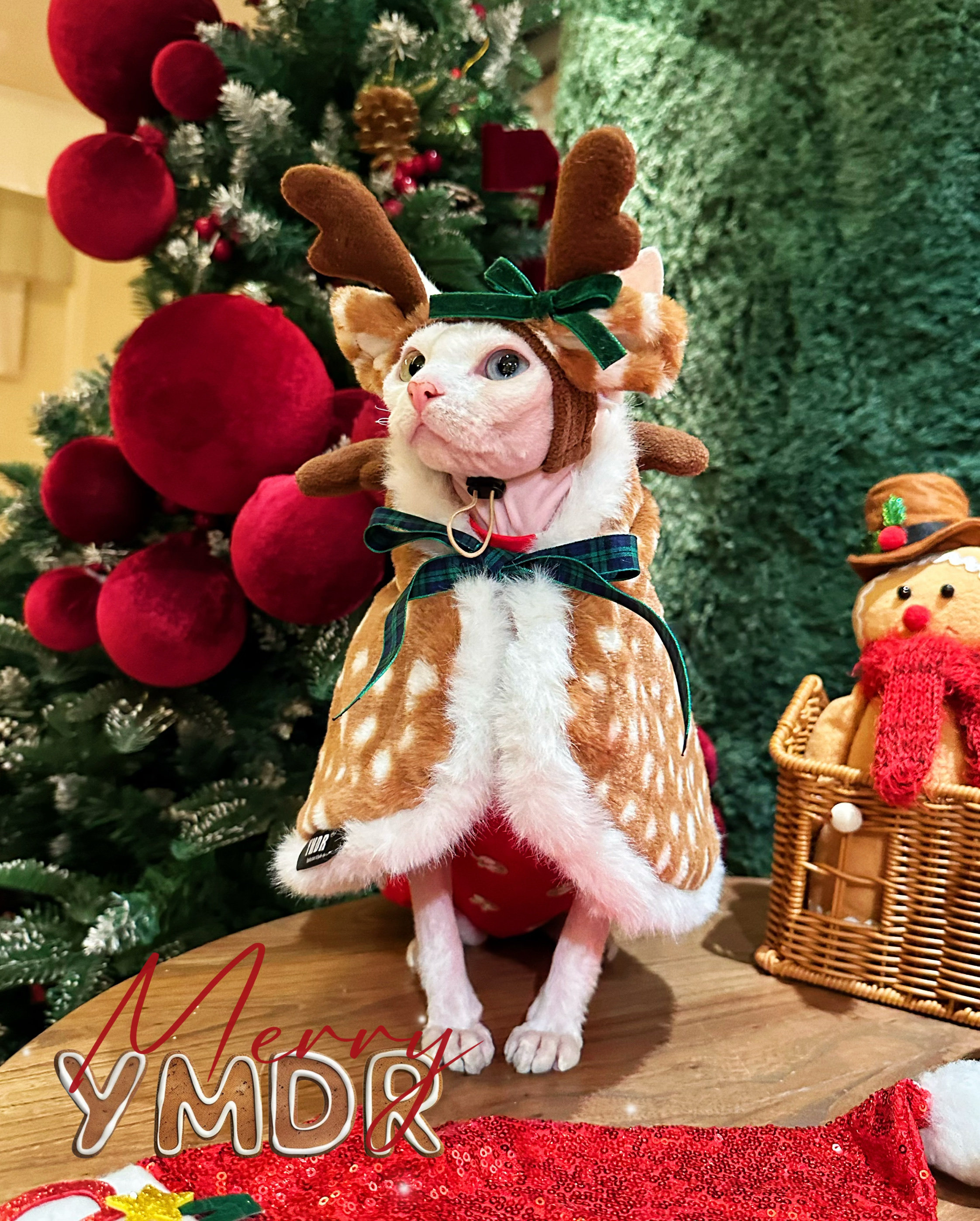 YMDR无毛猫德文猫圣诞麋鹿斗篷 帽子红色小鹿节日气氛纯棉打底衣,宠物/宠物食品及用品,猫宠物服装/雨衣（新）,淘宝优惠券,粉丝福利购,淘宝优惠卷