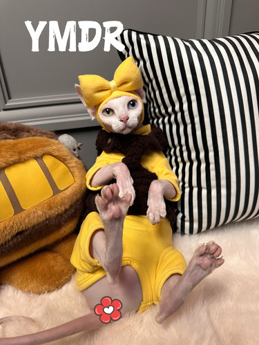 YMDR德文衣服无毛猫四脚德文帽子
