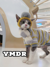 YMDR德文帽子猫咪衣服秋冬薄绒无毛猫衣服帅气条纹T恤+可爱毛球帽