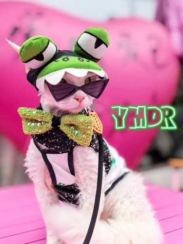 YMDR德文猫帽子德文胸背夏季福利