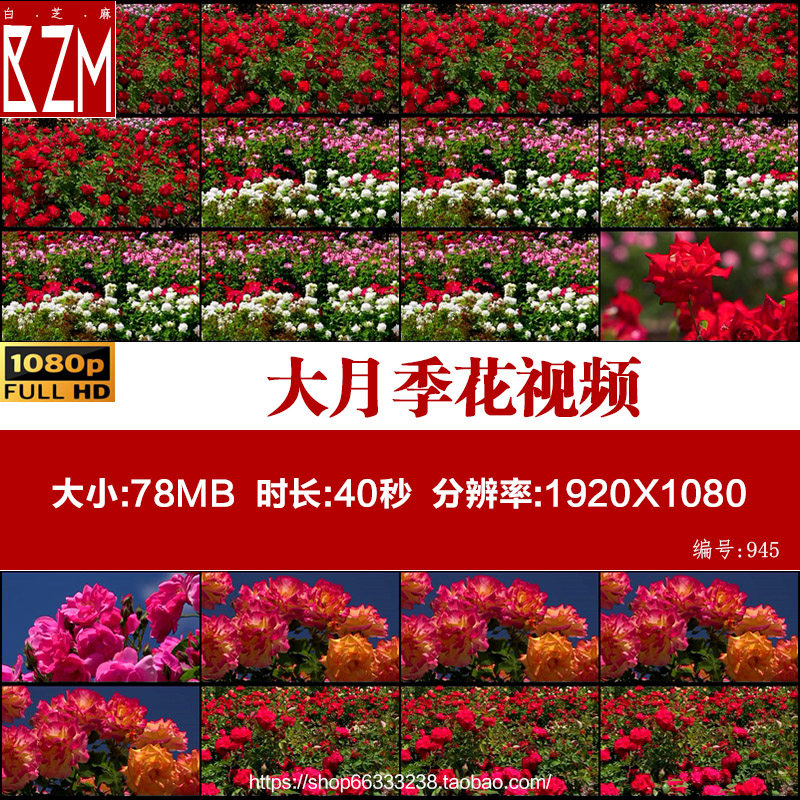 春季植物园玫瑰大月季花公园赏花春暖花开自然风光片实拍视频素材