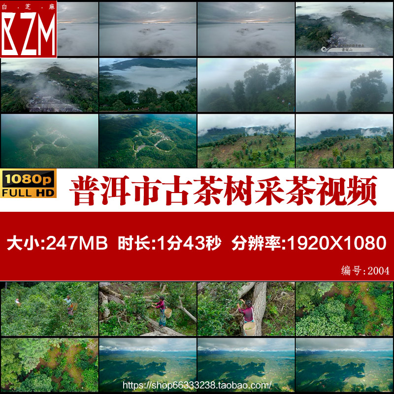 航拍云南普洱市景迈山云海少数民族妇女爬上古茶树采茶视频素材