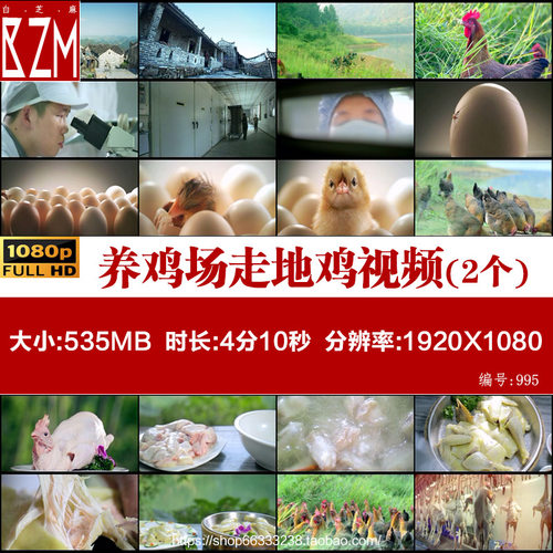 广东清远鸡三黄鸡养鸡场散养林下走地鸡肉鸡育苗孵化高清视频素材