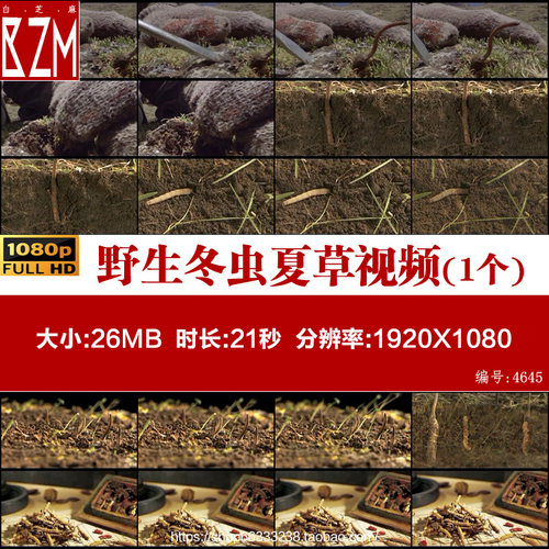 野生冬虫夏草形成挖掘冬虫夏草补品营养品实拍视频素材