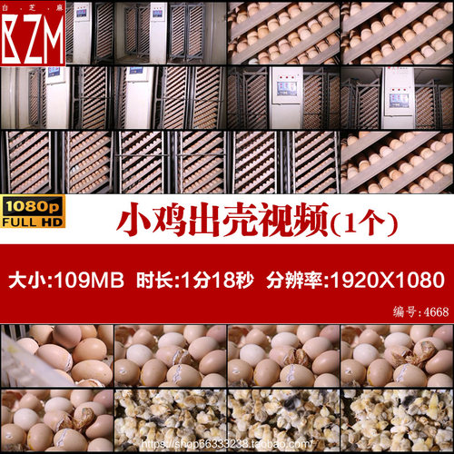 孵化机小鸡出壳鸡苗鸡蛋生命诞生养鸡养鸡场厂土草鸡实拍视频素材