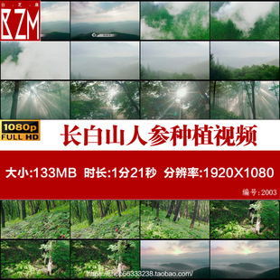 航拍吉林长白山抚松县透过森林树木的阳光人参种植实拍视频素材