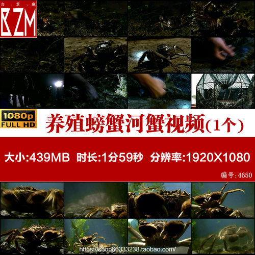 0005养殖螃蟹河蟹大闸蟹夜间抓螃蟹大闸蟹