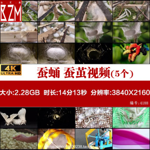 蚕蛹 蚕茧 蚕吐丝 养蚕 春蚕 破茧而出 丝绸 4K 高清实拍视频素材