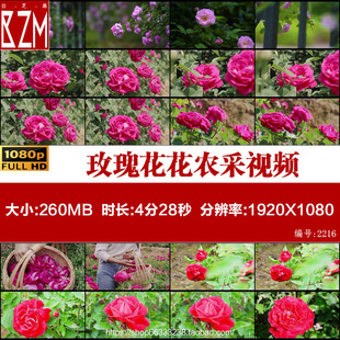 盛开的玫瑰花花农采收食用玫瑰玫瑰花田蔷薇花盛开实拍视频素材