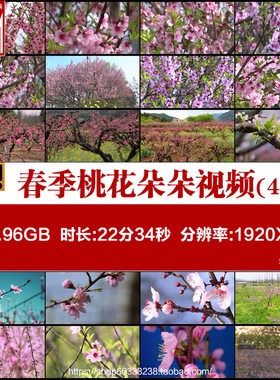 春季桃花朵朵桃树鲜花盛开桃花节高清实拍视频素材