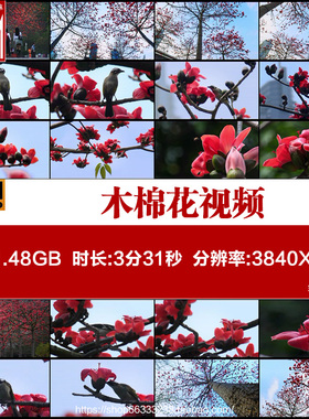 木棉花木棉斑枝花琼枝花广州市花植物大自然花海红色视频素材