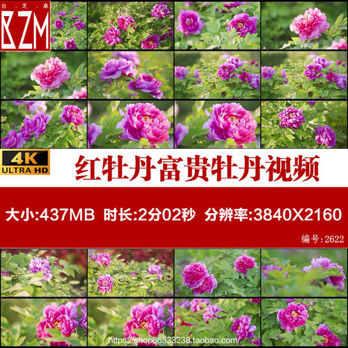 红牡丹富贵牡丹花开鲜花绚丽的花朵洛阳牡丹4K视频素材