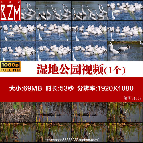 湿地公园滩涂候鸟水鸟白鹭鸳鸯鳄鱼实拍视频素材