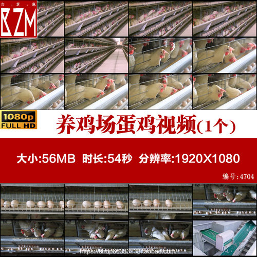 养鸡场蛋鸡现代化封闭自动式养殖业农业流水线自动化科技视频素材