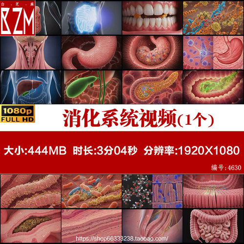 人体消化系统胃肠道胰腺肝脏肾脏功能3D动画视频素材