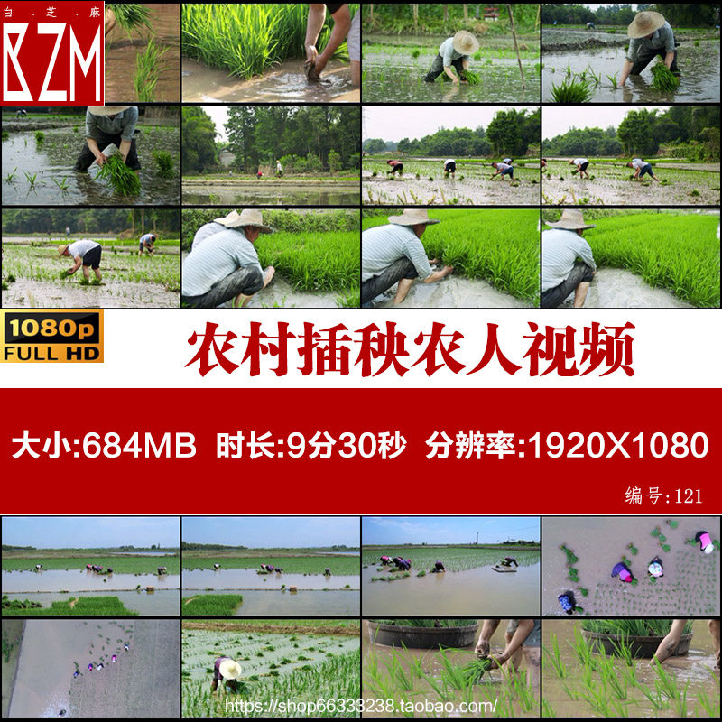 农村插秧农人农民手动插秧农业种植种植水稻农忙实拍视频素材