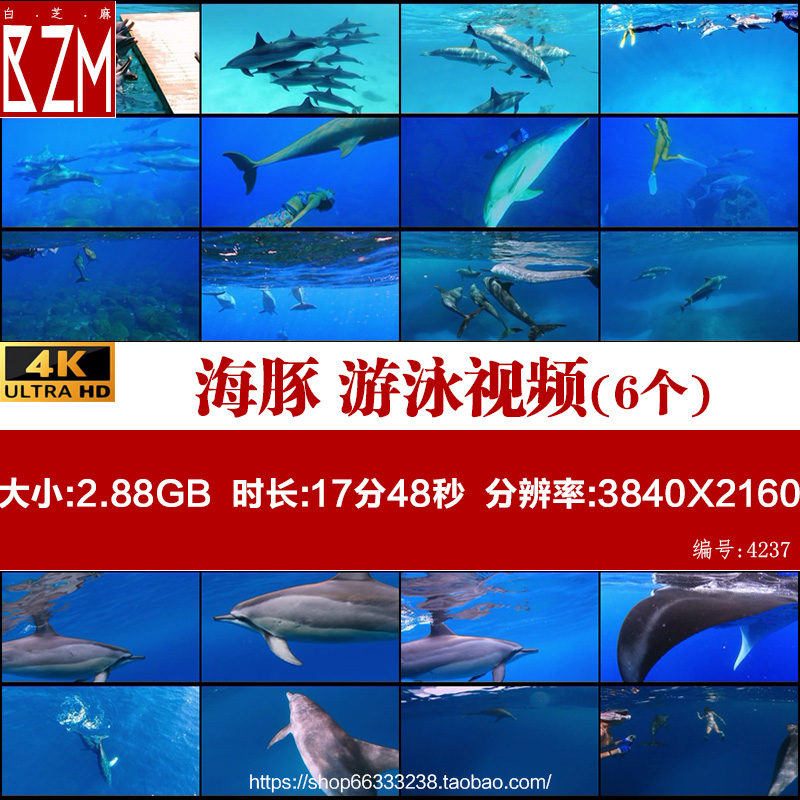 海豚 游泳 潜水 4K 海豚群 嬉戏 跳跃出水 高清实拍视频素材