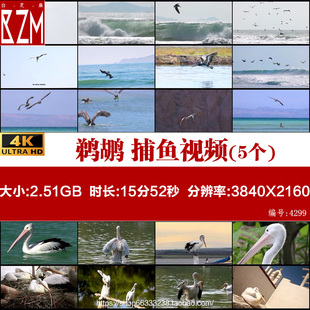 鹈鹕 捕鱼 水鸟 鹈鹕俯冲入海 海鸟 4K 高清实拍视频素材