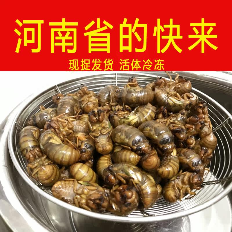 现捉现发,冷冻发货,河南省发货