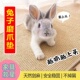 兔子龙猫松鼠飞鼠磨抓板耐磨耐抓耐啃咬四季 通用笼子防卡脚剑麻垫