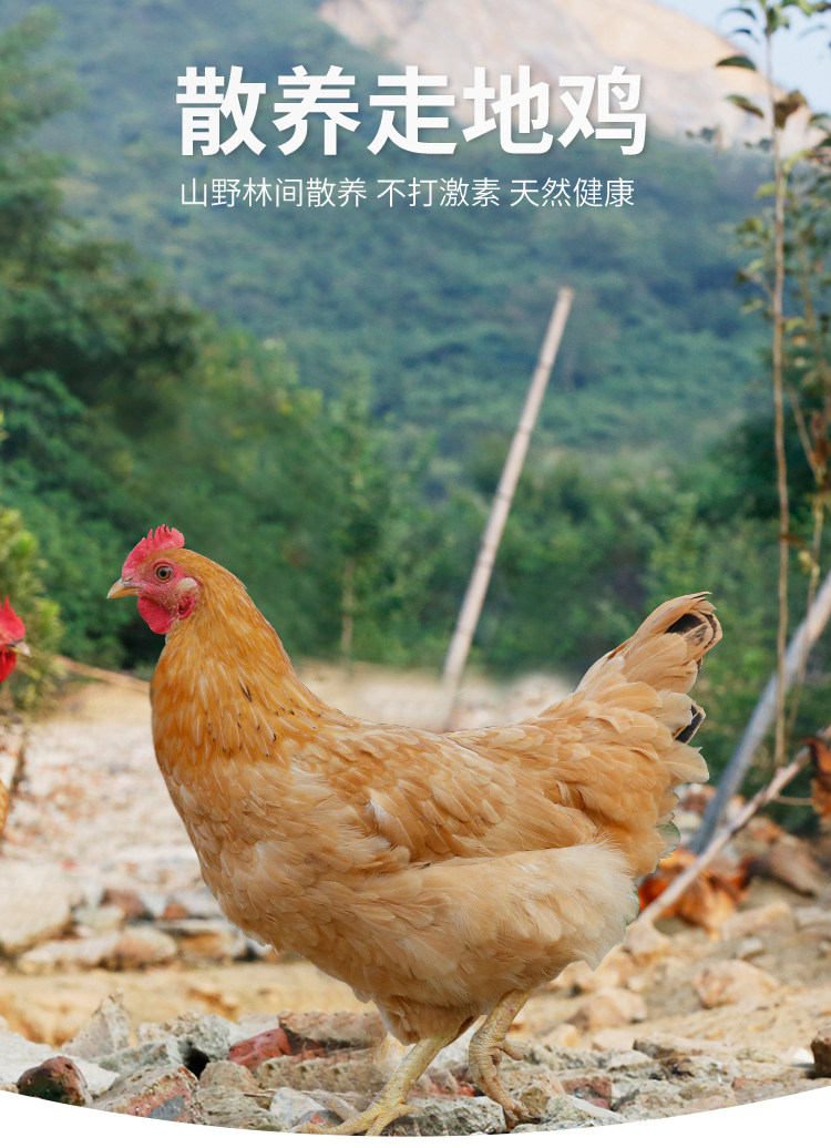 正宗土鸡农家散养农村走地整只三黄鸡笨白条鸡肉新鲜非老母鸡