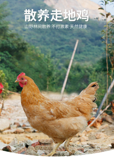 正宗土鸡农家散养农村走地整只三黄鸡笨白条鸡肉新鲜非老母鸡