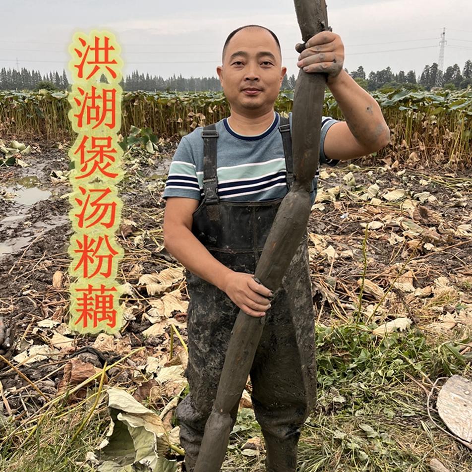 【顺丰】正宗湖北洪湖粉藕煲汤莲藕面藕自家种植现挖现发不粉包赔