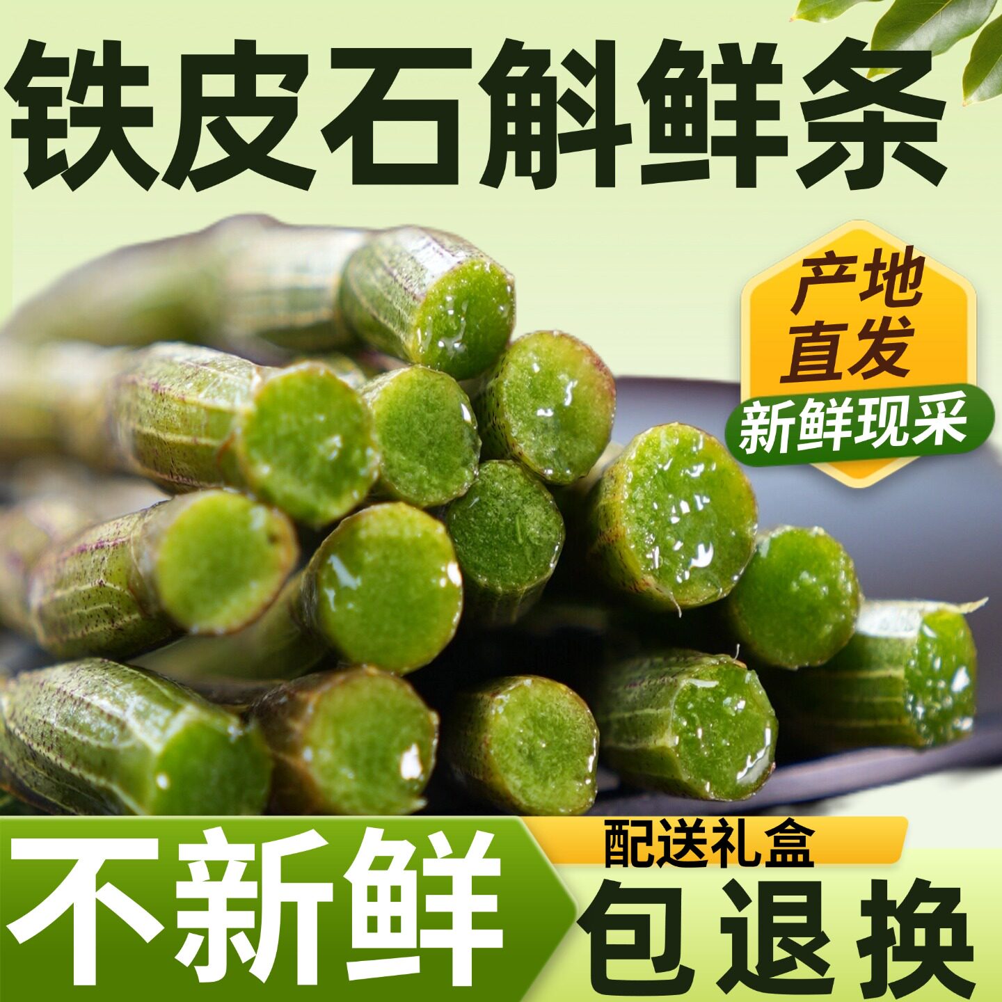 正宗普山堂乐清五年生新鲜铁皮石斛鲜条官方正品500g非霍山云南产