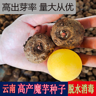 云南魔芋种子新鲜优质摩芋种球二代脱水消毒成活率高产量蘑芋种籽