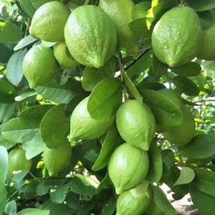 2025香水柠檬广东无仔香水柠檬爆香基地直发奶茶店冷饮专用包邮