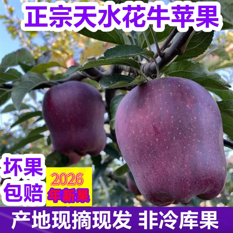 甘肃天水花牛苹果现摘现发水果