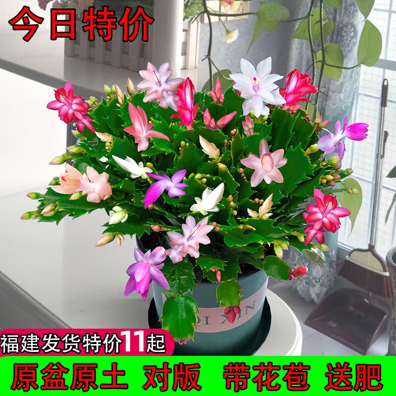 进口蟹爪兰多色带根盆栽苗新品