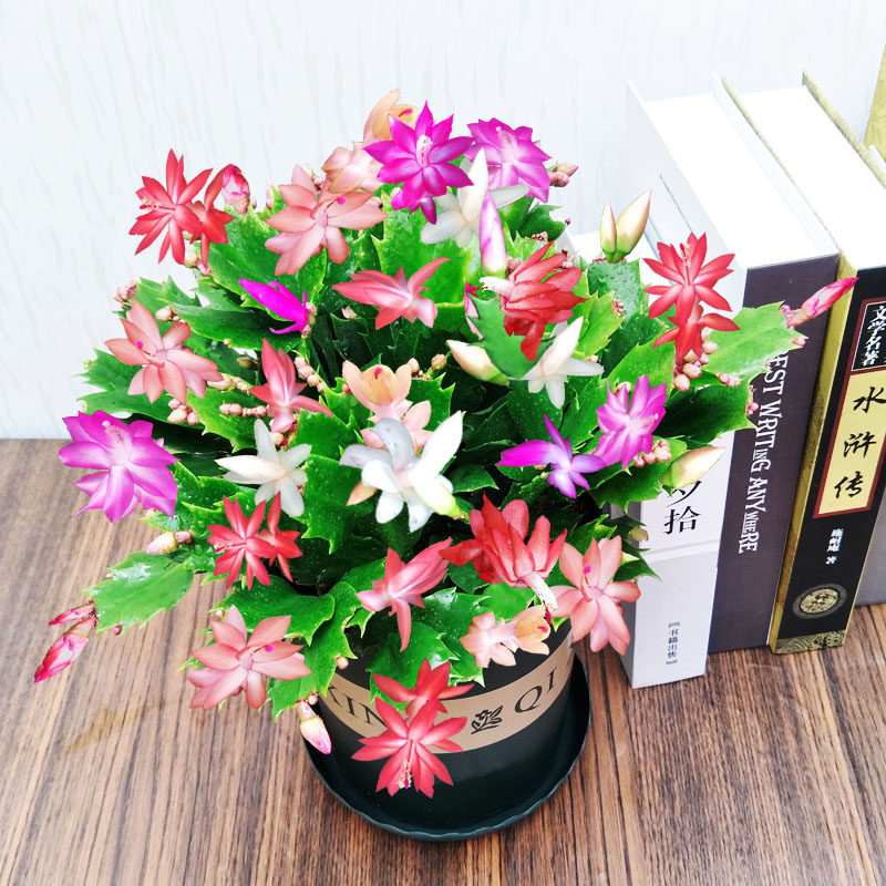多肉植物四季好养多色蟹爪兰