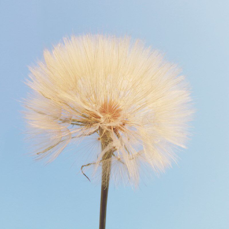 超级网红大蒲公英鲜花巨型花卉520蒲公英61孩子礼品茶几趣味客厅