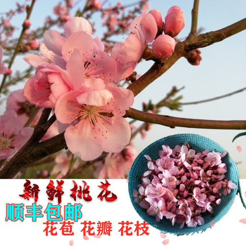 新鲜野桃花祈福三月三DIY原料