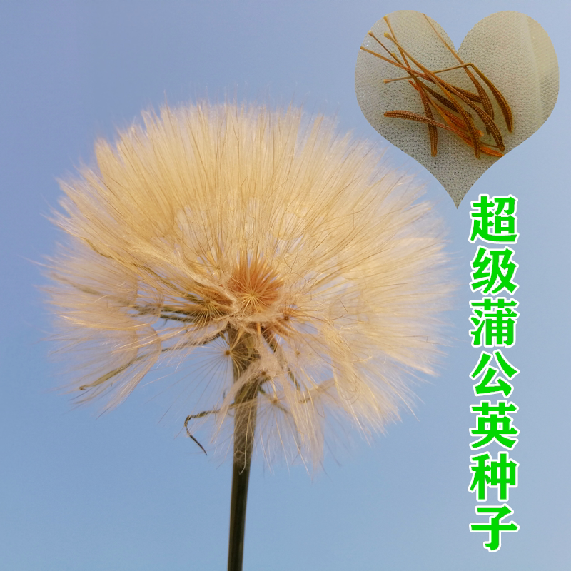 网红永生超大巨型蒲公英种子秋播婆罗门参苗客厅办公桌阳台观赏