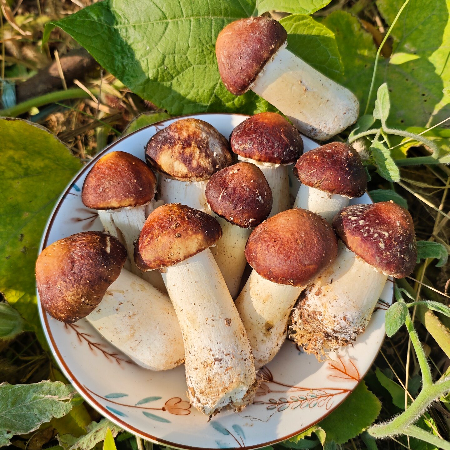 新鲜松茸现采现发奶白松茸顺丰发货