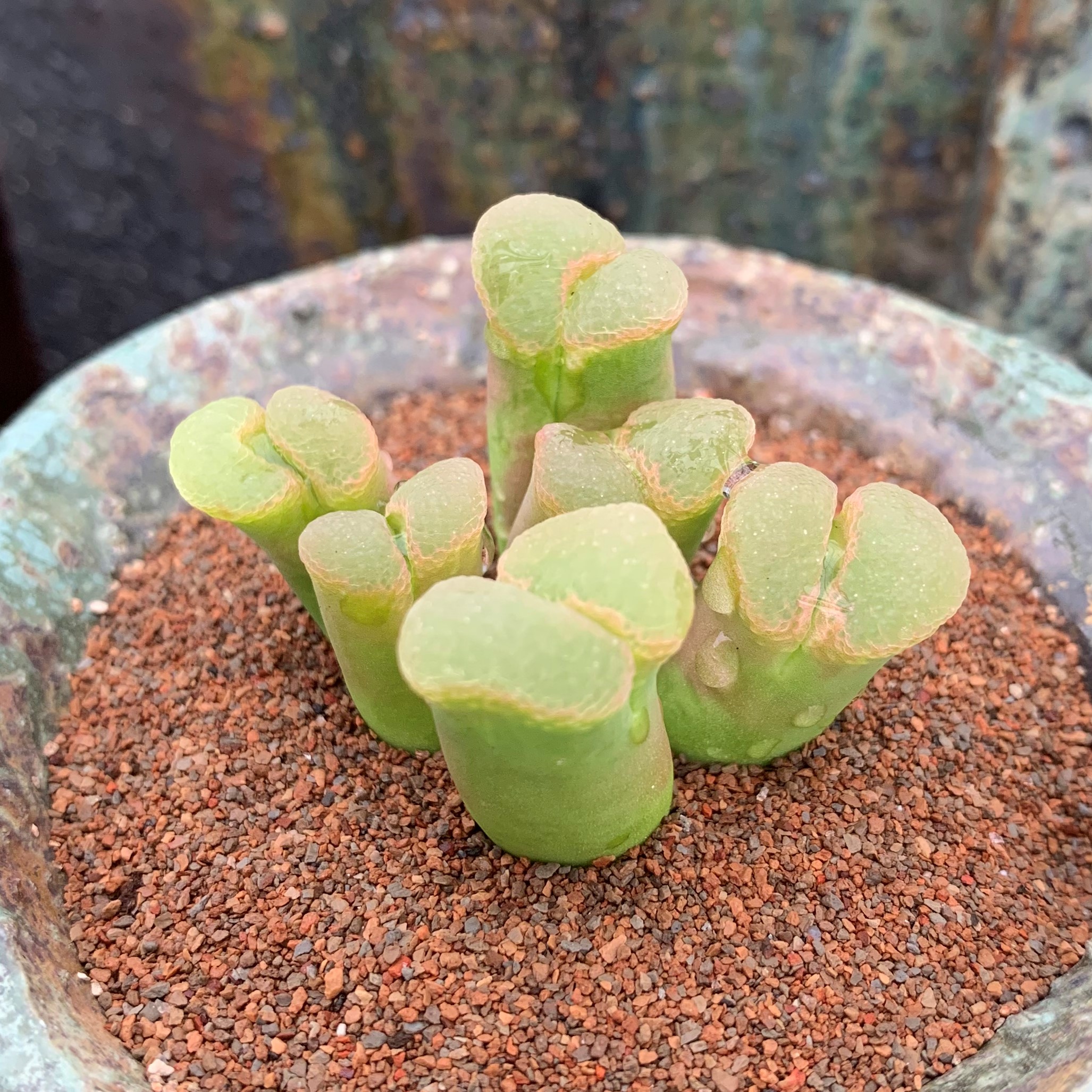 多肉植物稀有品种价格 多肉植物稀有品种图片 星期三