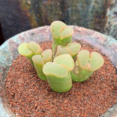 稀有品种肉锥多肉植物风铃猴脸灯泡安贞勋章纽扣翠星毛翠滴10 500 虎窝淘